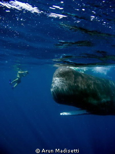 Dylan and the whale. my son meets a whale. back onboard h... by Arun Madisetti 
